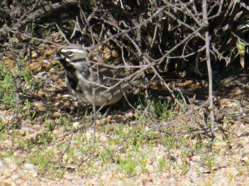 Black-throated Sparrow