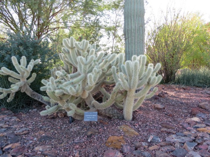 Cactus
