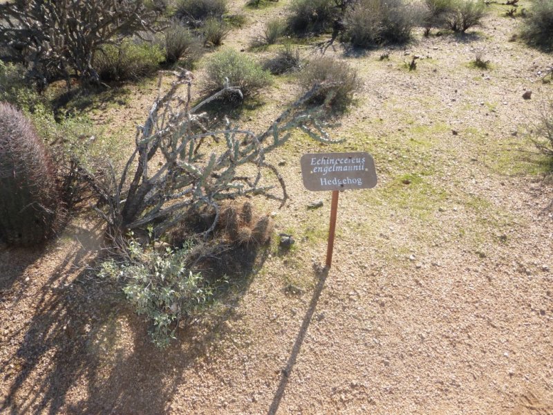 Cactus