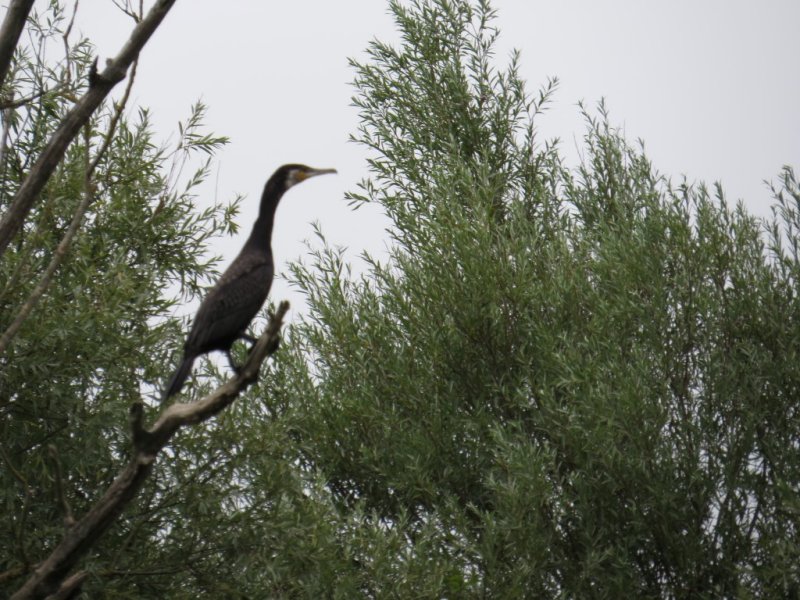 Cormorant