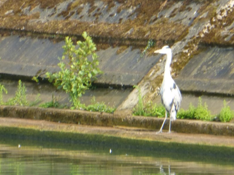 Gray Heron 