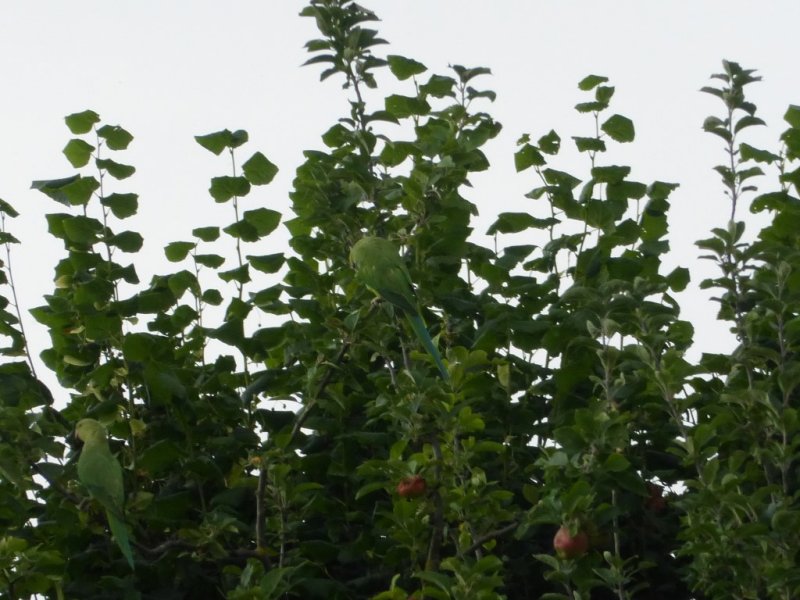 Monk Parakeets