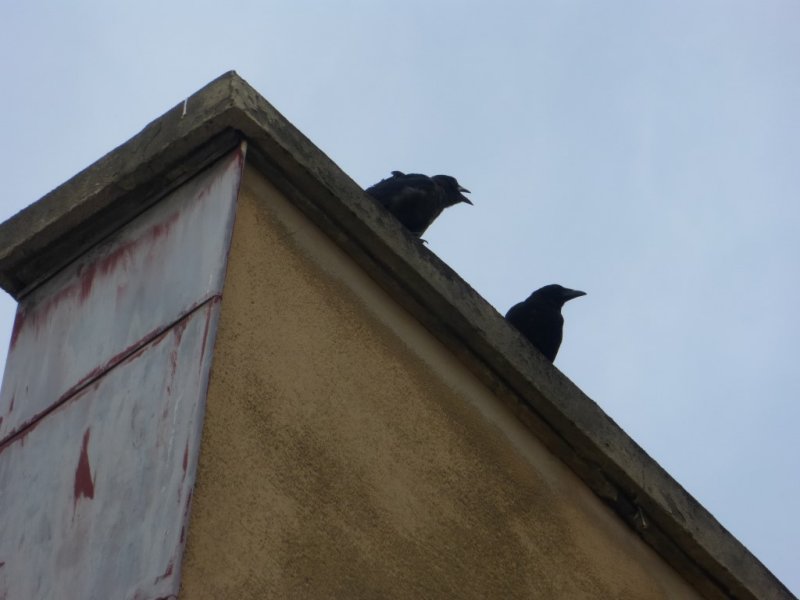 Rooks