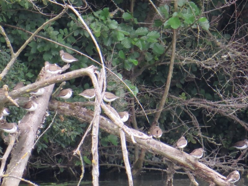 Common Sandpipers