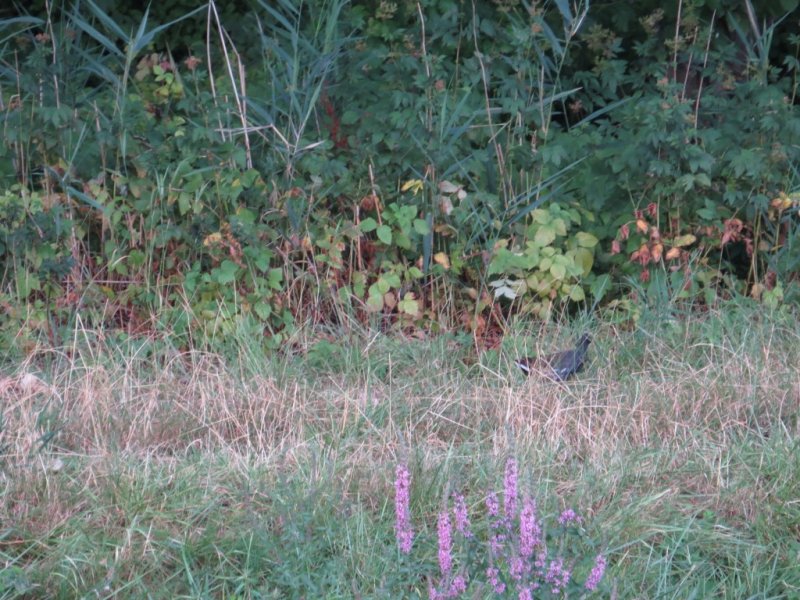 Moorhen