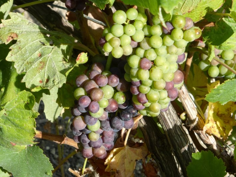 Grapes