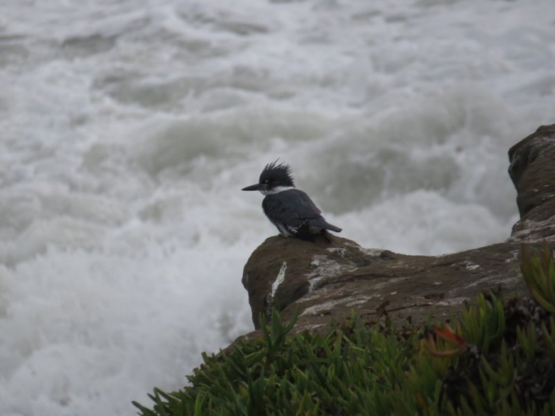 Kingfisher on West Cliff Drive