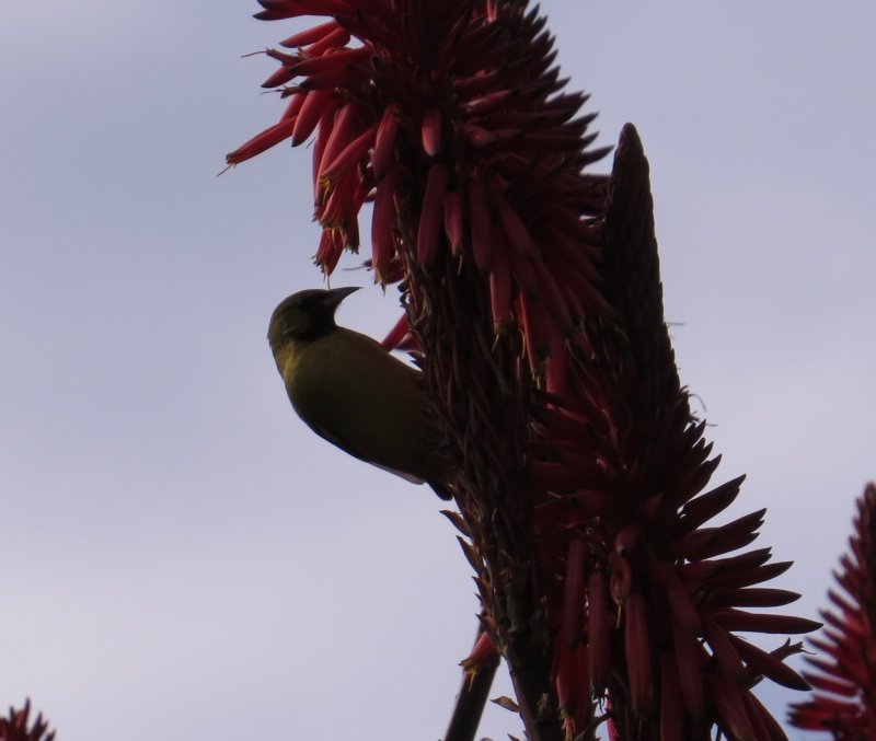 Orchard Oriole at Nursery