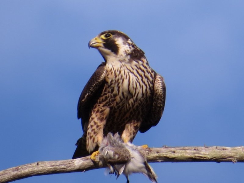Peregrine Falcon with prey