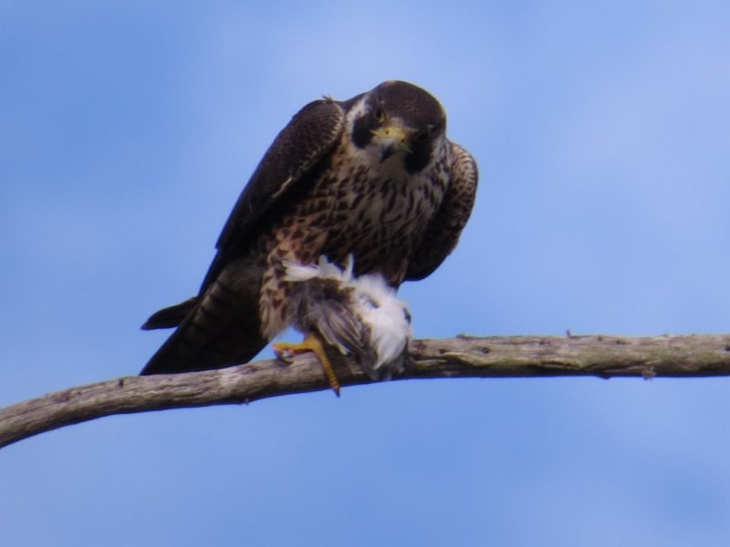 Peregrine with prey