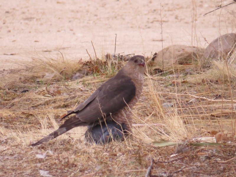 Coopers Hawk Eating Pigeon