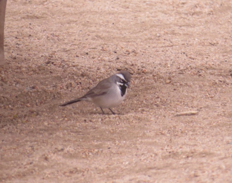 Black-throated Sparrow