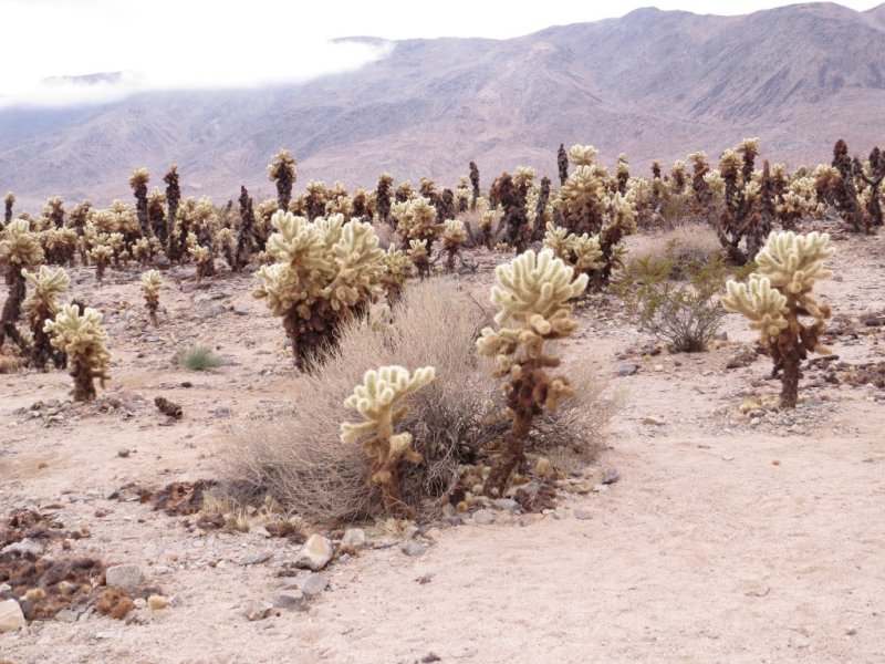 Cholla Garden