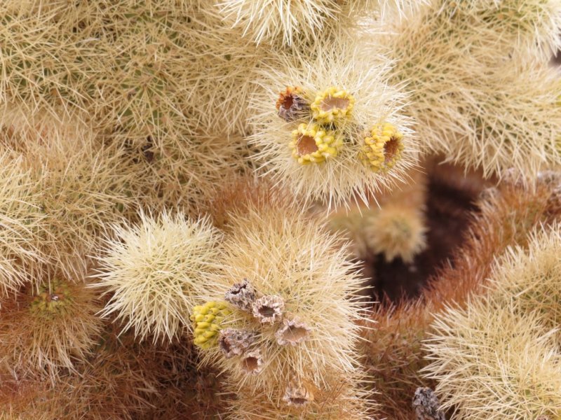 Cholla