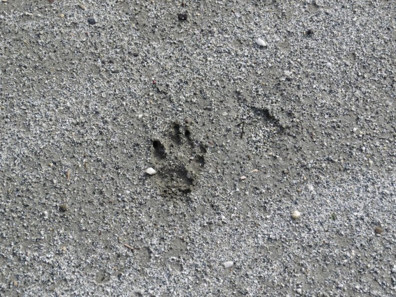 Paw Prints