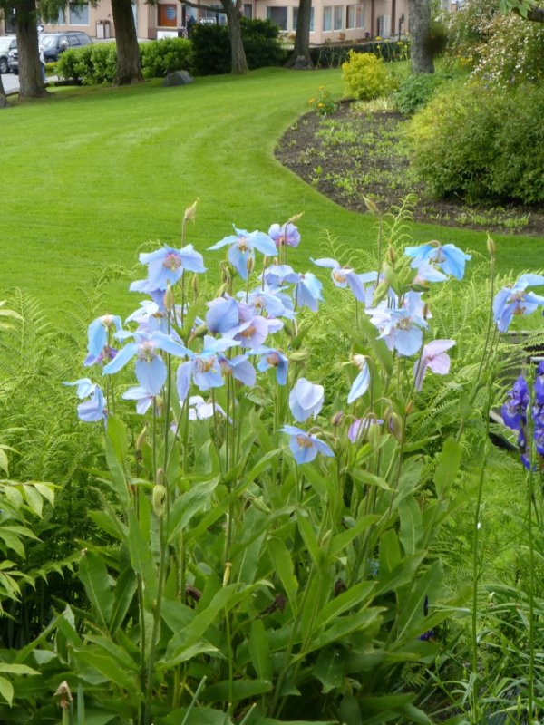 Himalayan Poppies