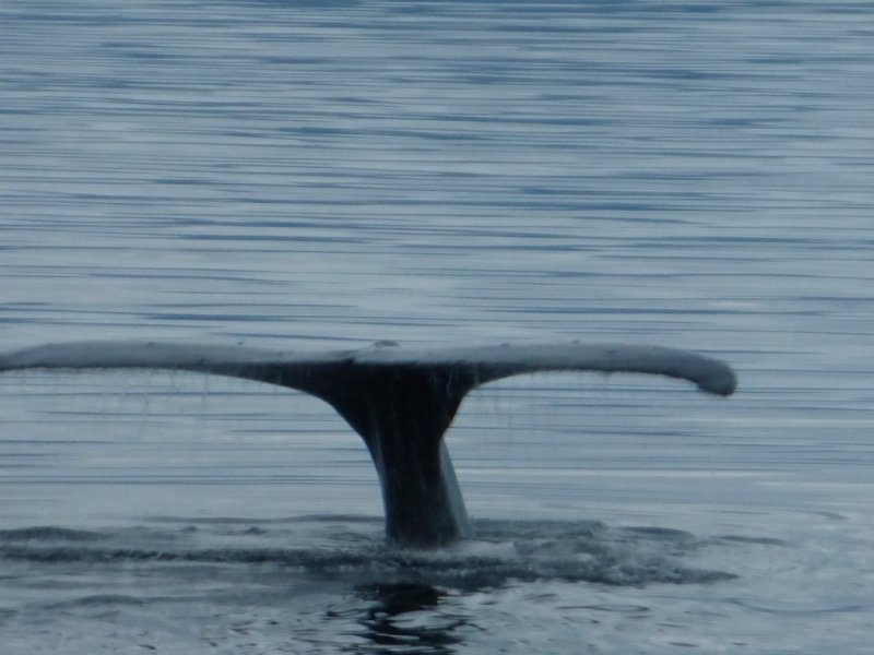 Humpback