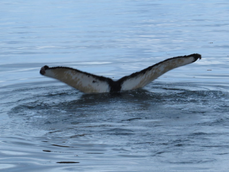 Humpback
