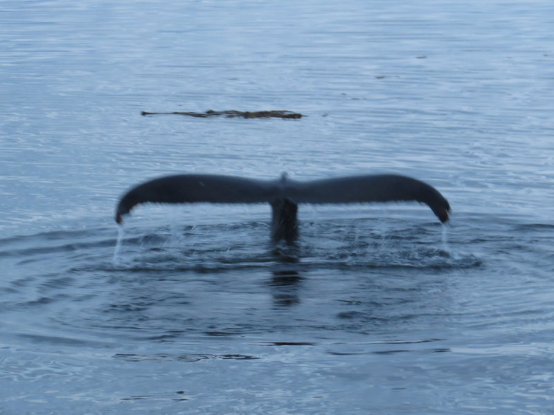 Humpback