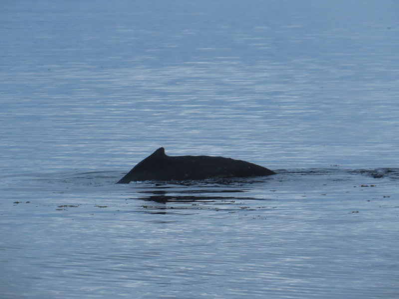 Humpback