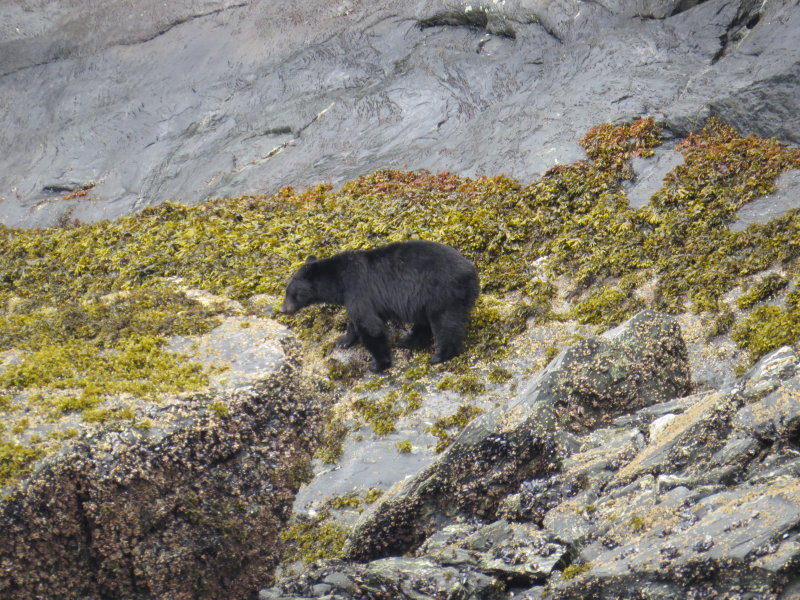 Black Bear