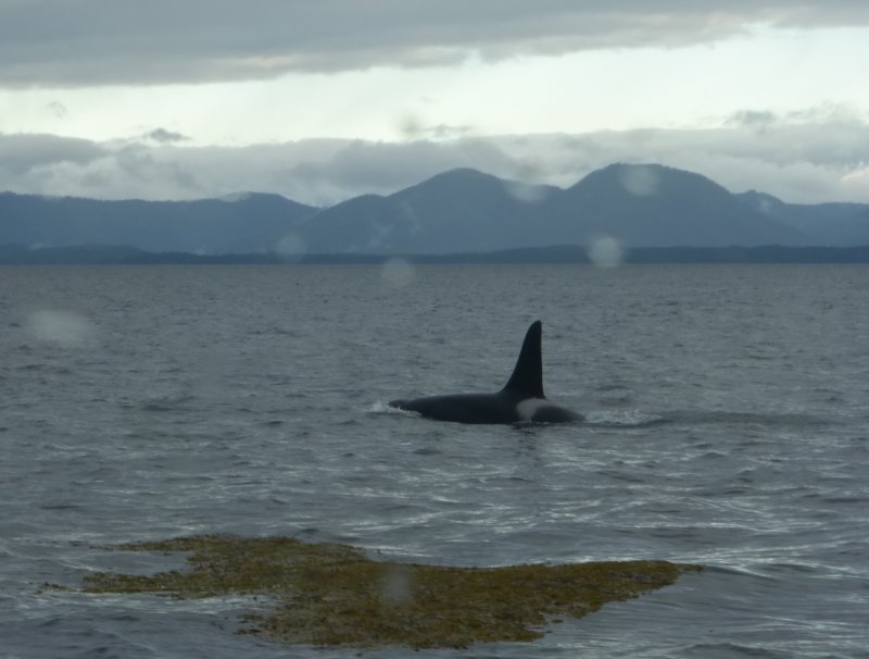 Awakened at 5 AM to see Orcas