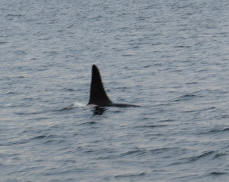 Orca