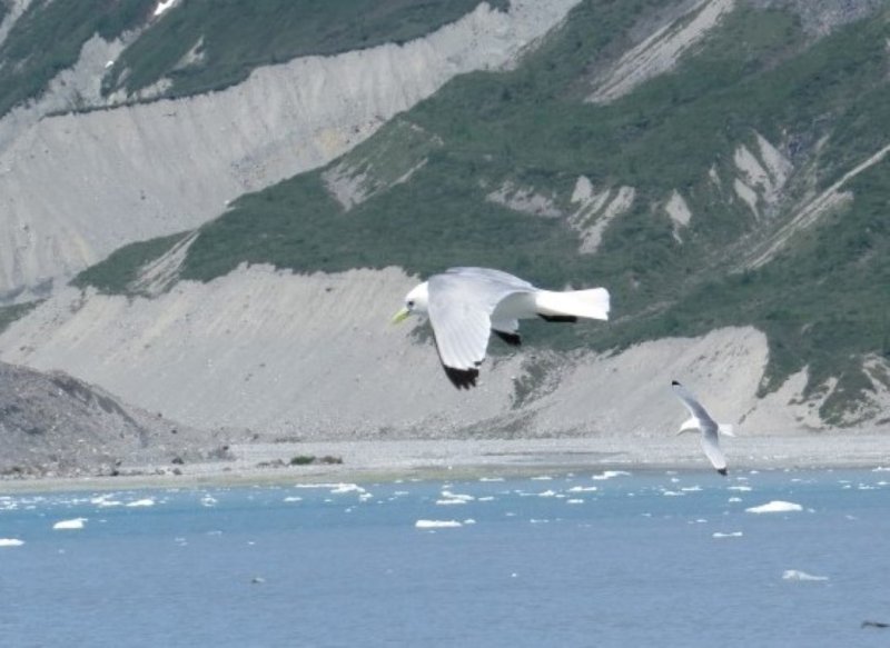 Black-legged Kittiwakes