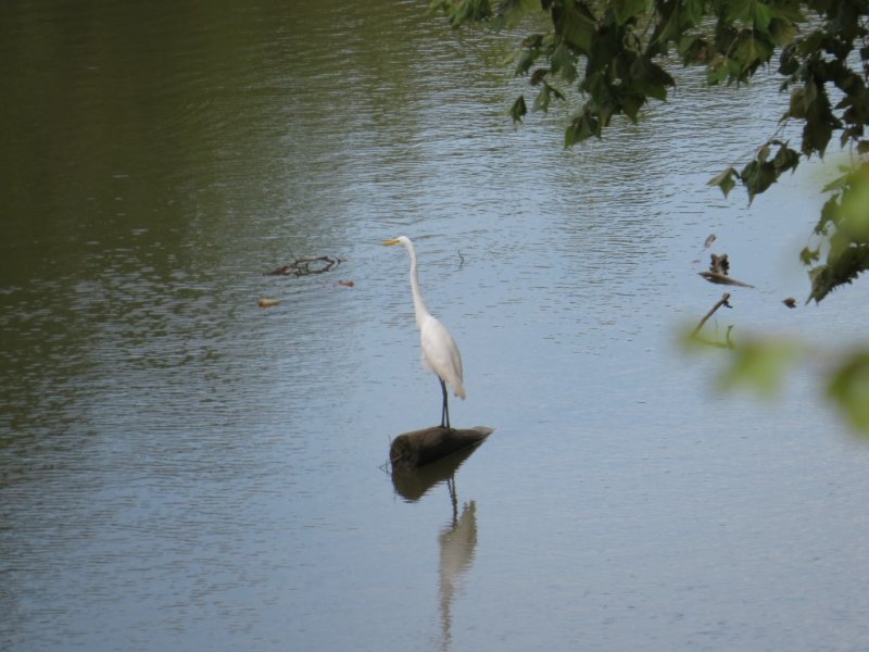 Great Egret