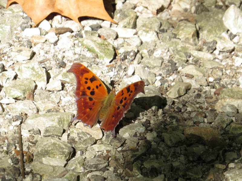 Anglewing - Comma?