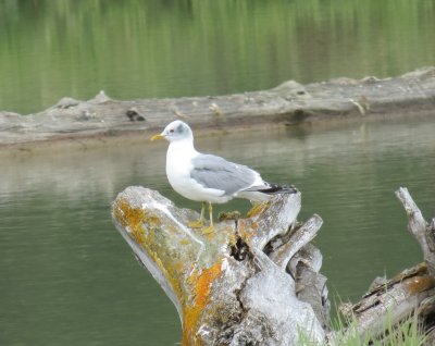 Mew Gull