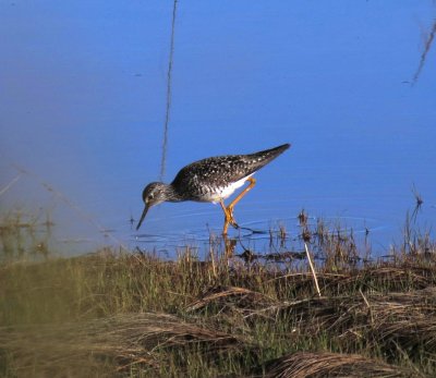 Yellowlegs