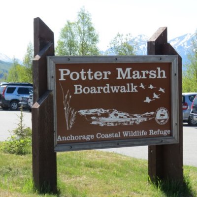 Potter Marsh, where Mew Gulls and Arctic Terns were nesting