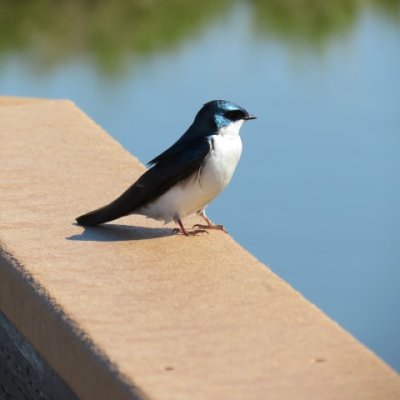 Tree Swallow