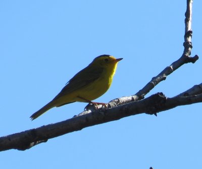 Wilson's Warbler