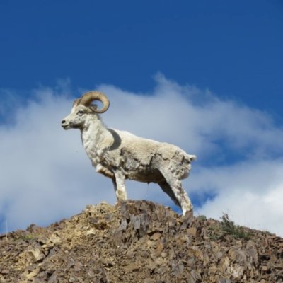 Dall Sheep
