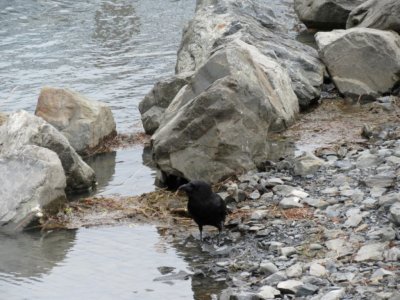 Common Raven
