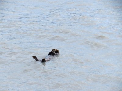Sea Otter