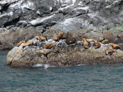 Stellers Sea Lions