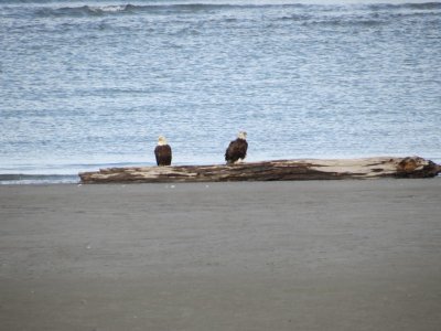 More Bald Eagles
