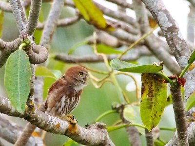 Ferruginous Pygmy-Owl, our first great bird