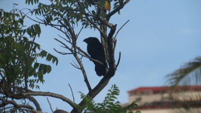 Groove-billed Ani