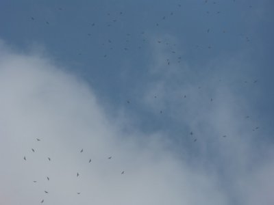 Broadwings
