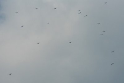 Some vultures