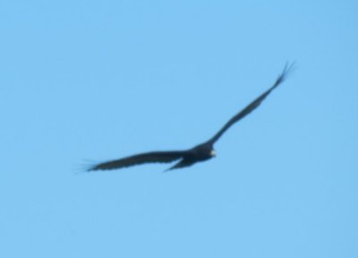 Zone-tailed Hawk