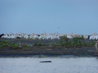 White Pelicans