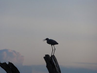 Reddish Egret