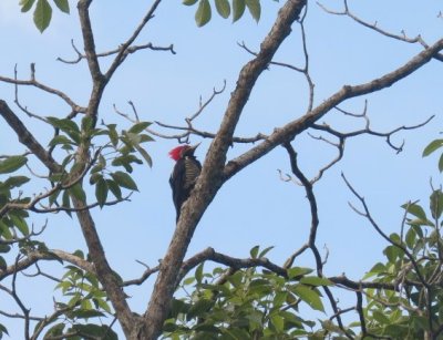Lineated Woodpecker
