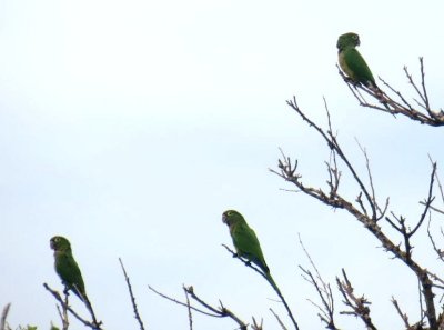 Parrots