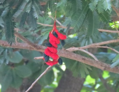 Seed  Pod